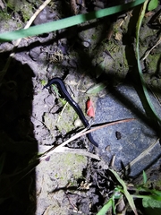 Kontikia ventrolineata