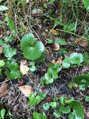 Asarum canadense