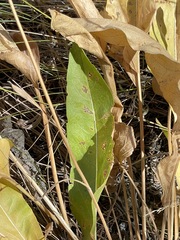 Eurybia radulina