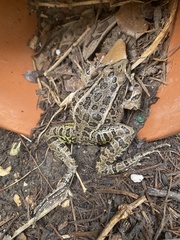 Lithobates berlandieri
