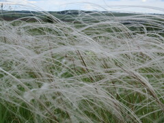 Stipa