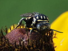 Triepeolus