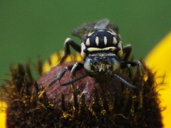 Triepeolus
