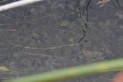 Utricularia macrorhiza