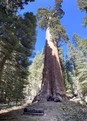Sequoiadendron giganteum