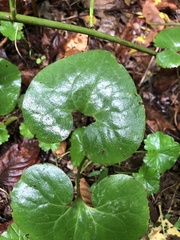 Asarum canadense