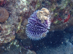 Sphaerechinus granularis