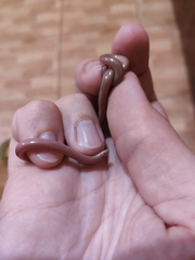 Xerotyphlops vermicularis