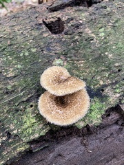 Lentinus crinitus