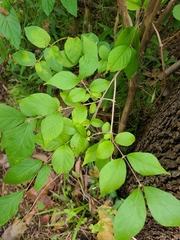 Lonicera maackii