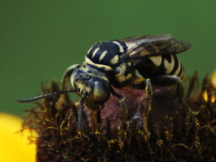 Triepeolus