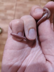 Xerotyphlops vermicularis