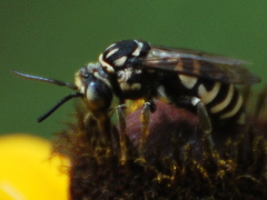 Triepeolus