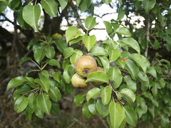 Pyrus
