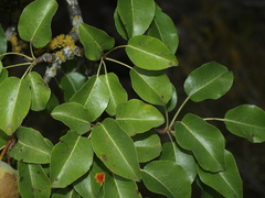 Pyrus