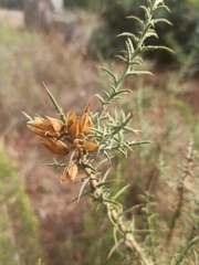 Ulex australis