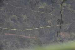 Utricularia macrorhiza