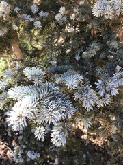 Picea pungens