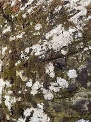 Lecanora hybocarpa