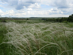 Stipa