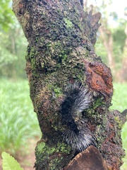 Apistosia judas