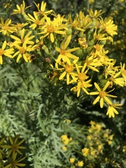 Senecio eremophilus