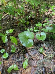Asarum