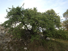 Pyrus