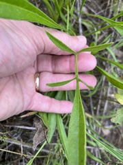Coreopsis lanceolata