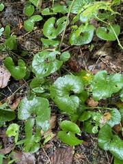 Asarum