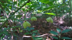 Euonymus