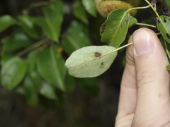 Pyrus