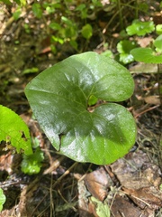 Asarum