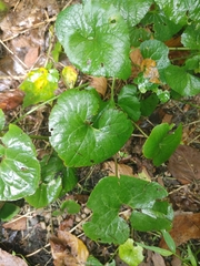 Asarum canadense