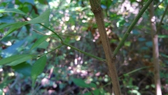 Euonymus