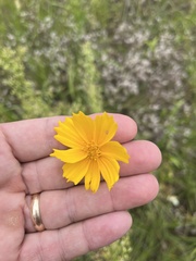 Coreopsis lanceolata