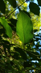 Euonymus