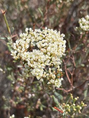 Eriogonum microtheca