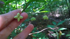 Euonymus