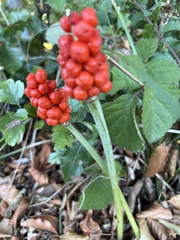 Arum cylindraceum