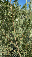 Salix exigua