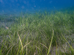 Zosteraceae