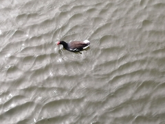 Gallinula chloropus meridionalis