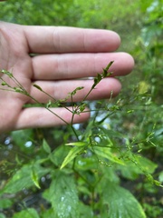 Cryptotaenia canadensis