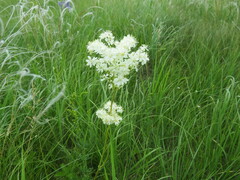 Filipendula vulgaris