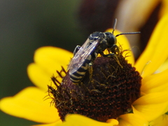 Triepeolus
