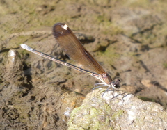 Calopteryx haemorrhoidalis