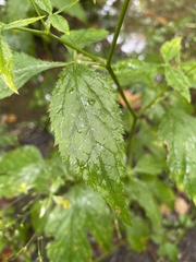 Cryptotaenia canadensis