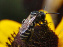 Triepeolus