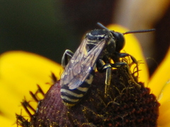 Triepeolus